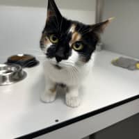 Photo of Cookie