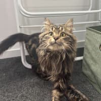 Photo of Dill Pickle