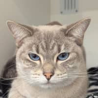 Photo of Juniper