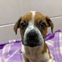 Photo of Snickers