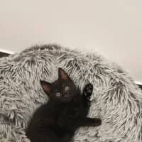 Photo of Penny