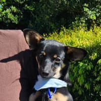 Photo of Alfie  9 Month Old Chihuahua X Dachshund 