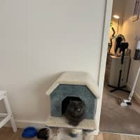 Photo of Gracie *9 Lives Project Rescue*