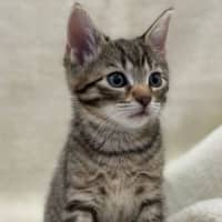 Photo of Burrito