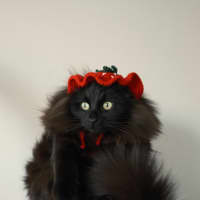 Photo of Rollie