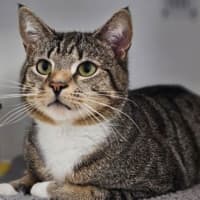 Photo of Tommy