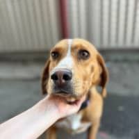 Photo of Daisy