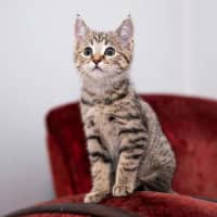 Photo of Loki