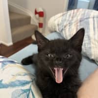 Photo of Eli & Salem   9 Week Old Domestic Short Hair