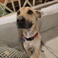 Photo of Mia   2 Year Old Kelpie X