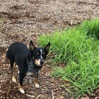 Photo of Patches 