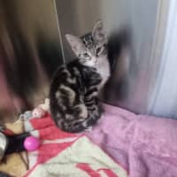 Photo of Pip