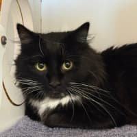 Photo of Mango