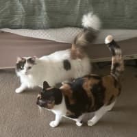 Photo of Rosie & Callie Need Another Chance