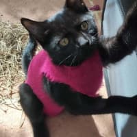 Photo of Shadow