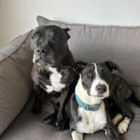 Photo of Comet