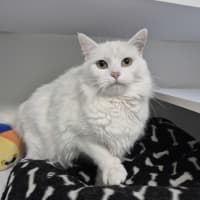 Photo of Coco 