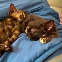 Photo of Croissant & Doughnut