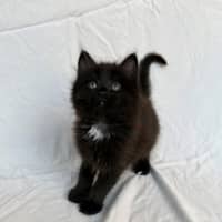 Photo of Frankie