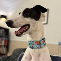 Photo of  Brian The Greyhound 