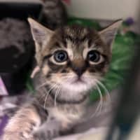 Photo of Sundae