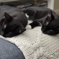 Photo of Gemma   9 Week Old Dsh