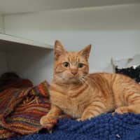 Photo of Cheese Supreme