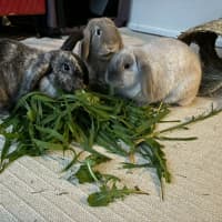 Photo of Celia / Ginger / Bonnie