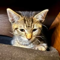 Photo of Dorito