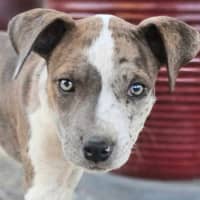 Photo of Shadeau