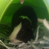 Photo of Buckley