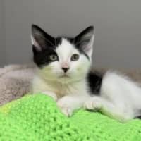 Photo of Alfred Fazel Azimi Pennyworth
