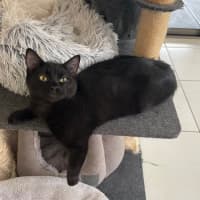 Photo of Guinness Aka Blake 