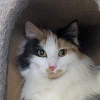 Photo of 🎀Brigita 6395 🎀