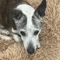 Photo of Dug
