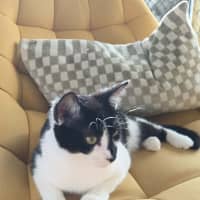 Photo of Mowgli   In Foster Care In Northcote