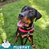 Photo of Murphy