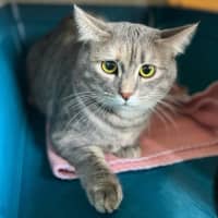 Photo of 9657   Moon