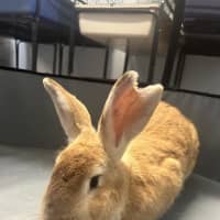 Photo of Caramel