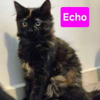 Photo of Echo