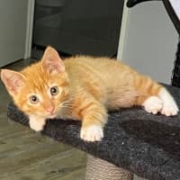 Photo of Peach