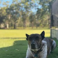 Photo of Koda 