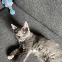 Photo of Tank ( Was Leela )