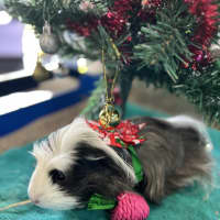 Photo of Clio 