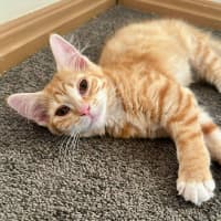 Photo of Tilly Torrens