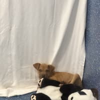 Photo of Loki