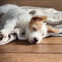 Photo of Archie