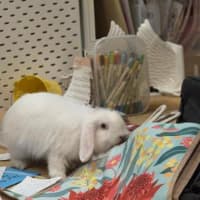 Photo of Flip
