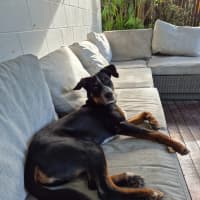 Photo of Basil