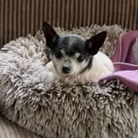 Photo of Chase And Isabella 